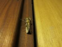 Bifogad bild: IMG_05691.JPG
